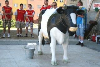 Bitwa o krowę 2010