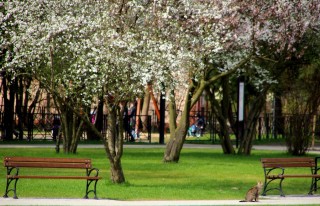 Wiosna w parku Orła Białego 2014