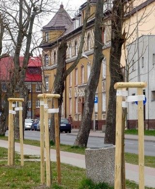 Nasadzenia drzewek w Białogardzie