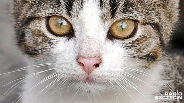 Zobacz: Chcesz pomóc bezpańskim kotom Miasto daje pieniądze