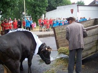 Bitwa o krowę 2007