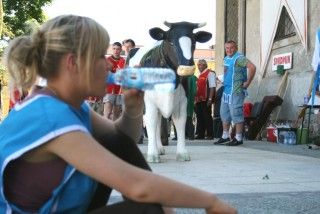 Bitwa o krowę 2010